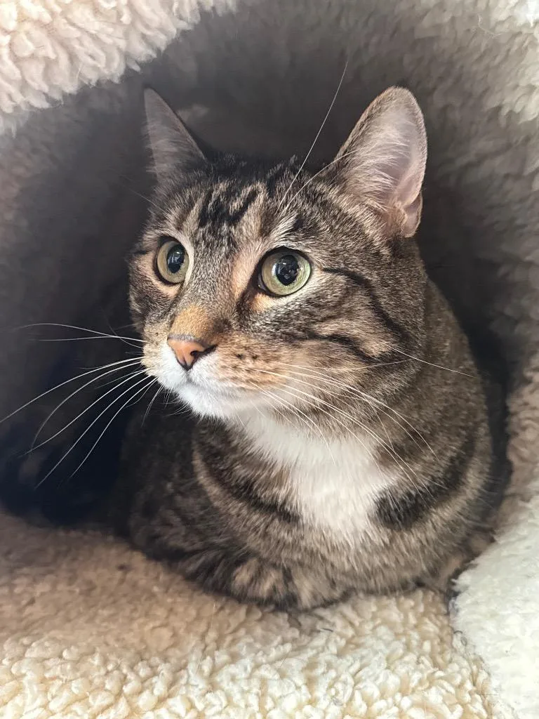 A senior large-sized male Domestic Short Hair cat named Dude for adoption in Newberg, OR