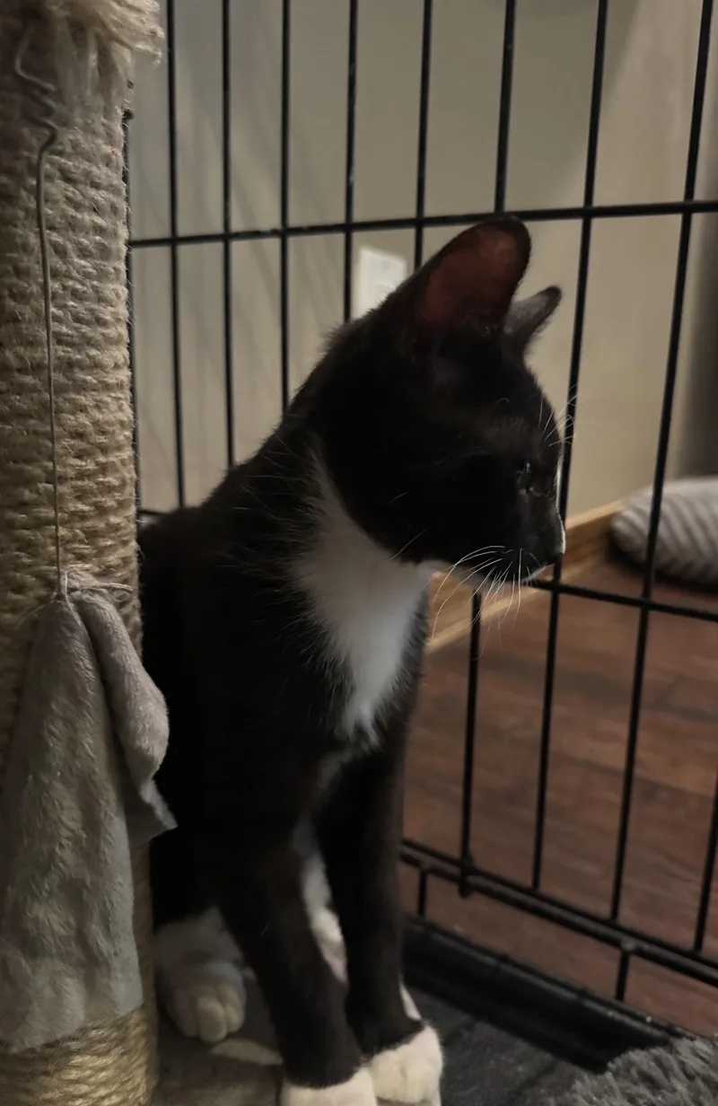 A baby medium-sized male Black & White / Tuxedo Tuxedo cat named Cousin It for adoption in Albuquerque, NM