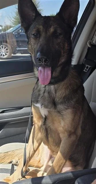 A young medium-sized male Belgian Shepherd / Malinois dog named Kippers for adoption in San Antonio, TX