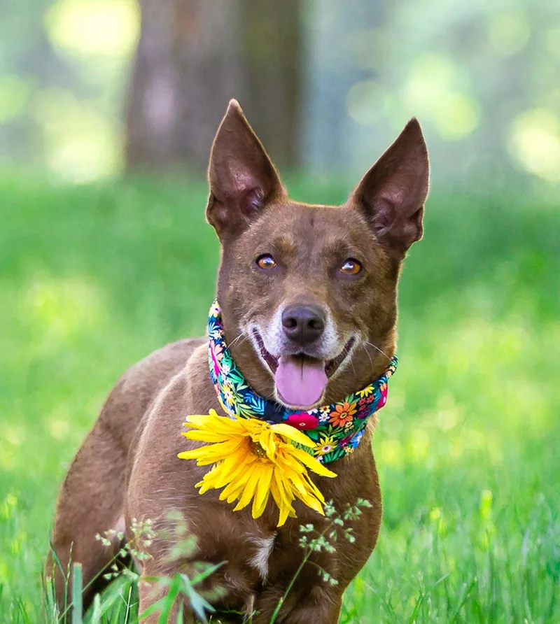 An adult medium-sized female Corgi dog named Ginger for adoption in Coatesville, PA
