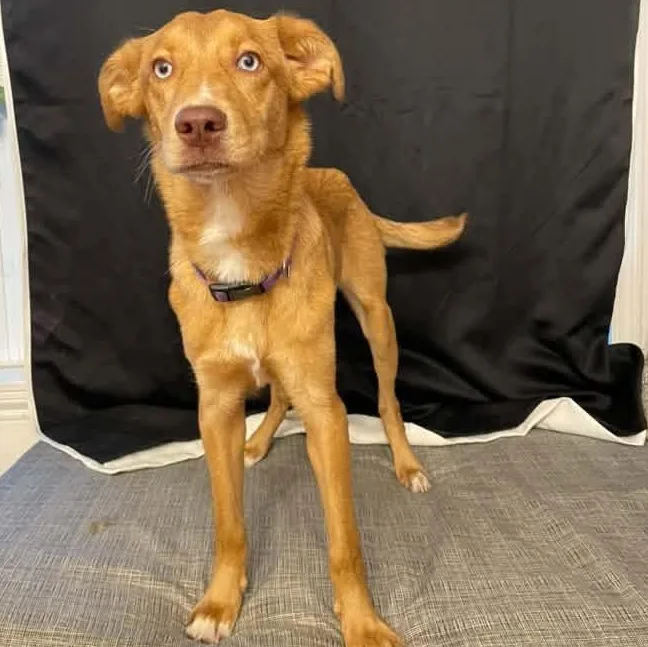 A baby medium-sized female Australian Shepherd dog named Carmen for adoption in Walker, LA