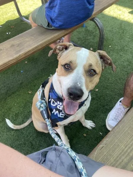 Doobie Dab thumbnail 3