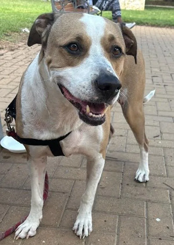 Doobie Dab thumbnail 4