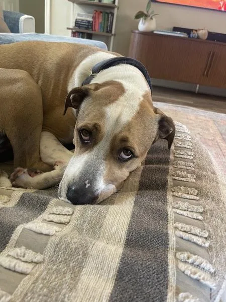 Doobie Dab thumbnail 5