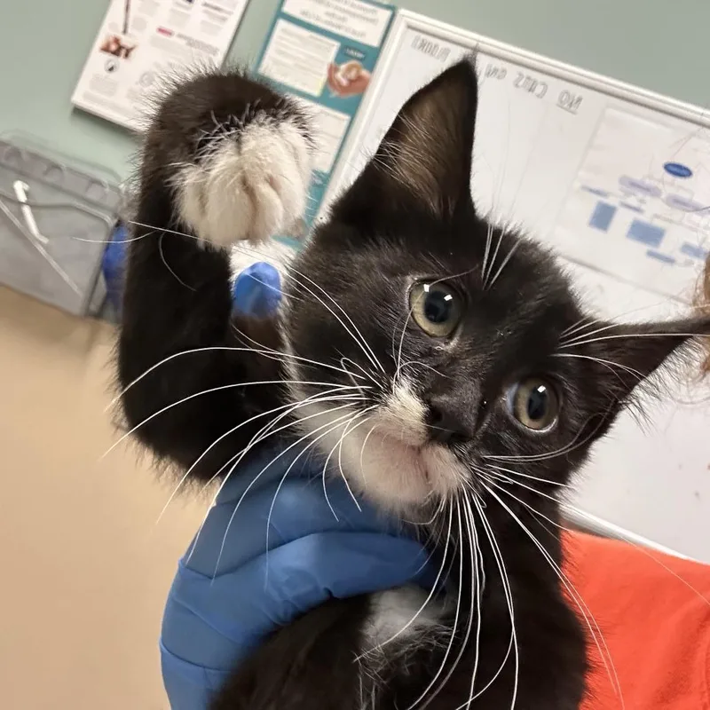A baby small-sized female Black Domestic Medium Hair cat named Superman: Escape from Krypton for adoption in Tacoma, WA