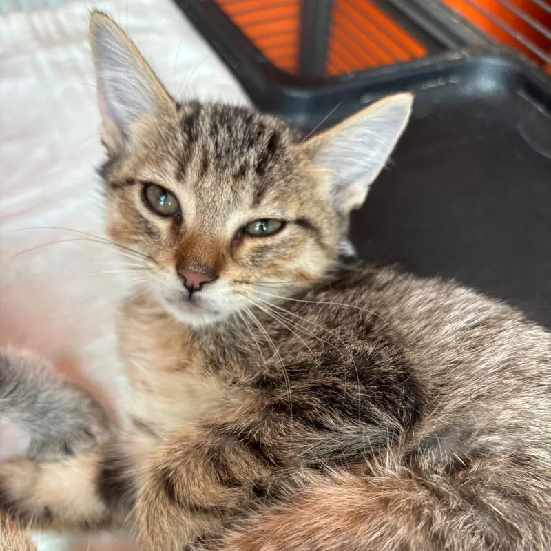 A baby small-sized female Brown / Chocolate Domestic Short Hair cat named Clipstick for adoption in Westminster, CA
