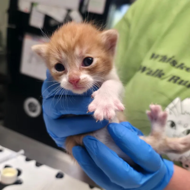 A baby small-sized male Orange / Red Domestic Short Hair cat named Pretzel for adoption in Mount Juliet, TN