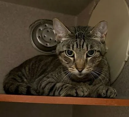 An adult medium-sized female Domestic Short Hair cat named Fig for adoption in Washington, DC