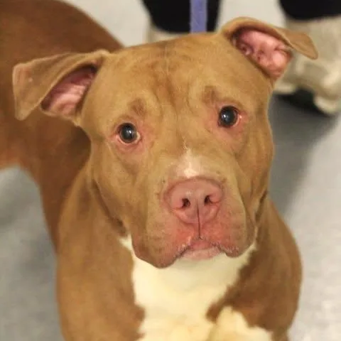 An adult medium-sized male Brown / Chocolate Pit Bull Terrier dog named Buddy for adoption in Fredericksburg, VA