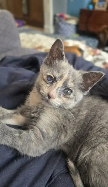 A baby medium-sized female Tortoiseshell Dilute Tortoiseshell cat named Gypsy for adoption in Toledo, OH