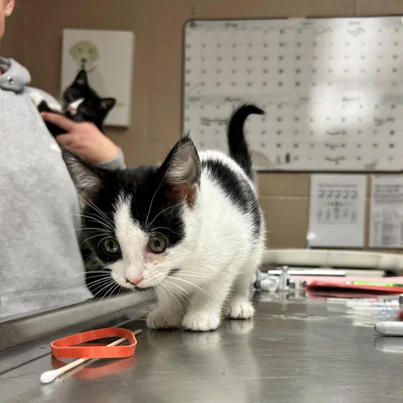 A baby small-sized female White Domestic Short Hair cat named Raven for adoption in Newport, NC