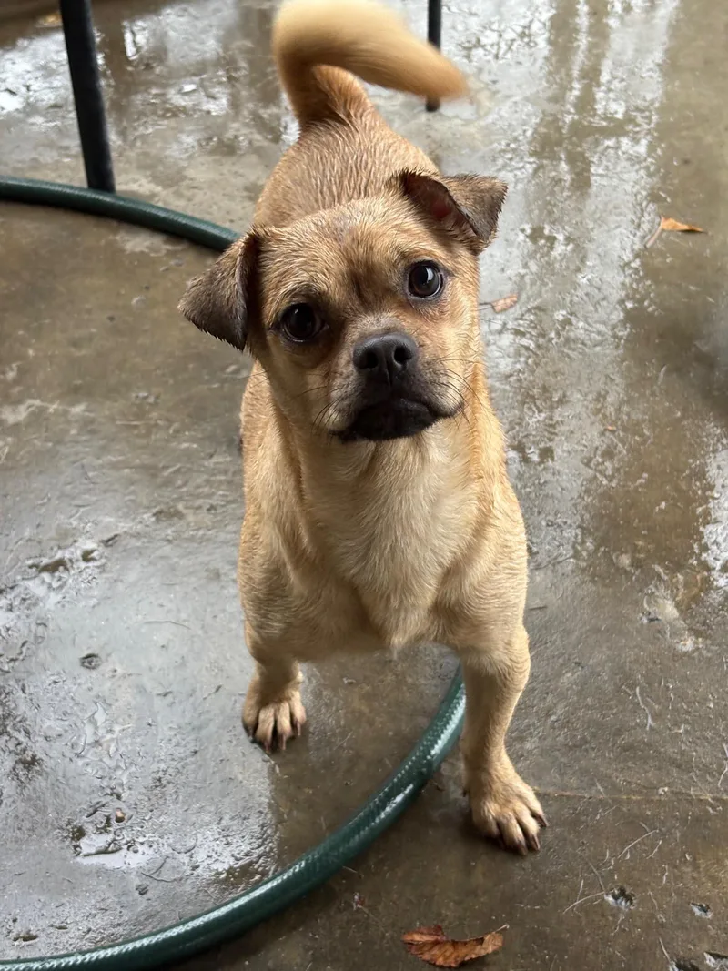 A young small-sized male Brown / Chocolate Pug dog named Lilo for adoption in Hamden, CT