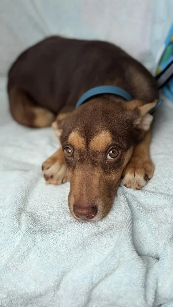 A baby large-sized female Brown / Chocolate Shepherd dog named Hazel for adoption in Troy, AL