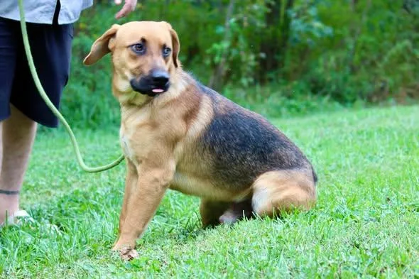 An adult medium-sized male Black Mixed Breed dog named Trooper for adoption in Brazil, IN