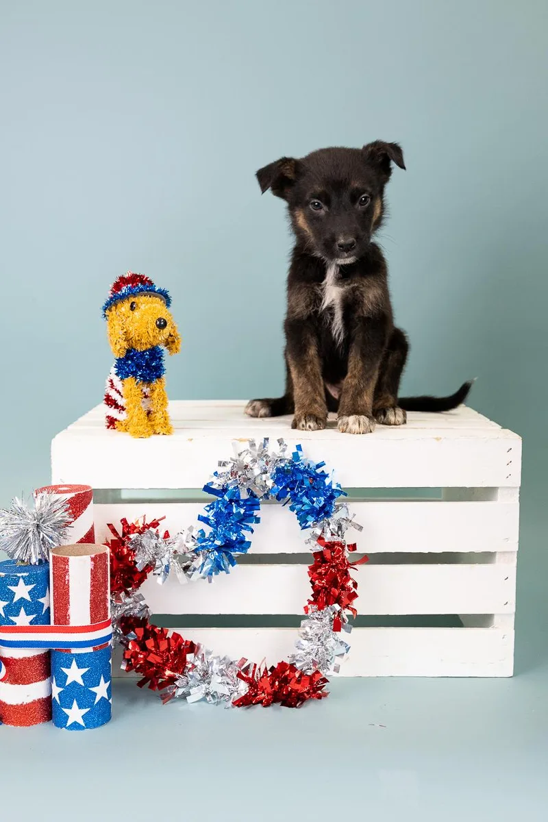 A baby medium-sized male Shepherd dog named 550-26 for adoption in Brighton, CO