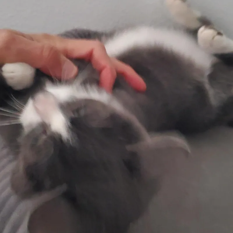 A baby medium-sized male Domestic Short Hair cat named Aslan for adoption in Eureka, CA