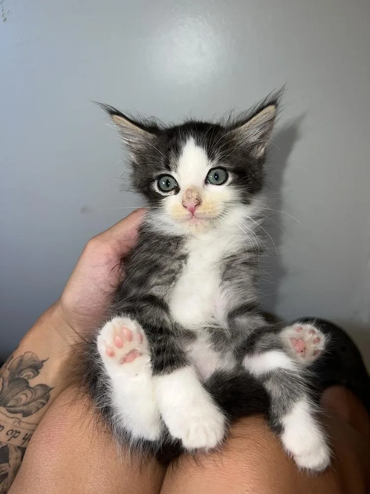 A baby small-sized male Domestic Long Hair cat named Squeaker for adoption in Salisbury, NC