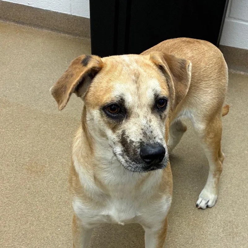 An adult medium-sized male Mountain Cur dog named Hanzel GCH for adoption in Rockaway, NJ