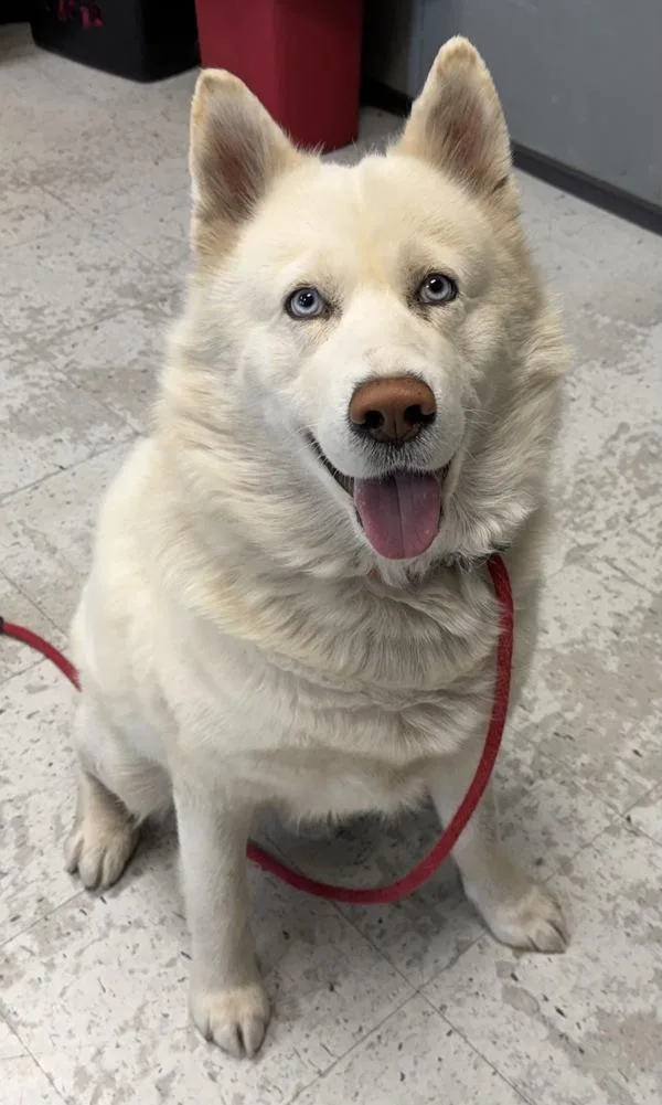 An adult large-sized male Siberian Husky dog named Buck Wheat for adoption in Salt Lake City, UT