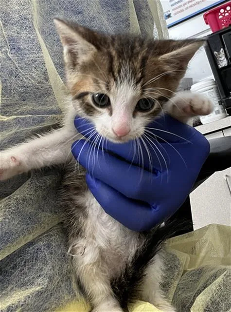 A baby medium-sized male Domestic Medium Hair cat named Gravy for adoption in Dallas, TX