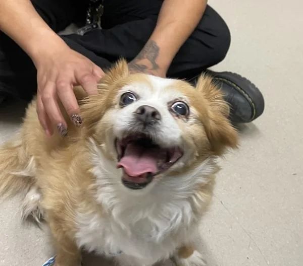 A senior small-sized female Tibetan Spaniel dog named Princess for adoption in San Diego, CA