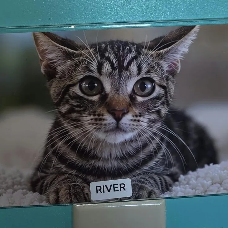 A young medium-sized female Domestic Short Hair cat named River for adoption in Petersburg, IN