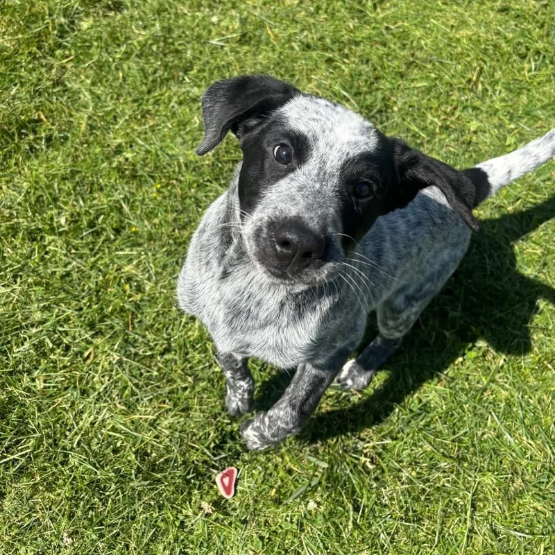 A baby small-sized male White / Cream Australian Cattle Dog / Blue Heeler dog named Colby for adoption in Waynesboro, PA