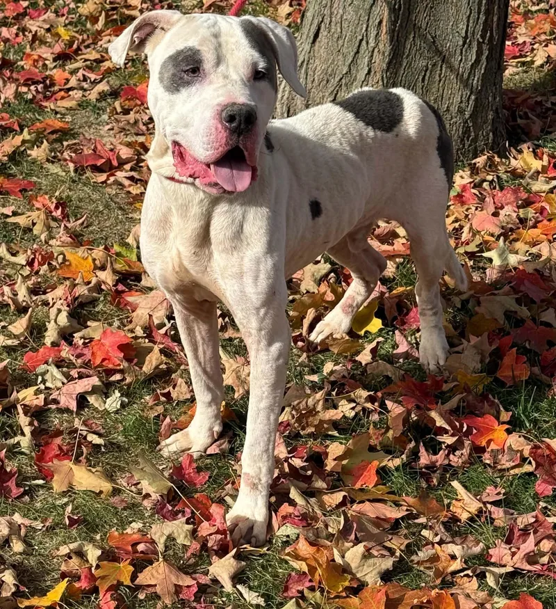 An adult large-sized male White / Cream Mastiff dog named Hip for adoption in Springfield, IL