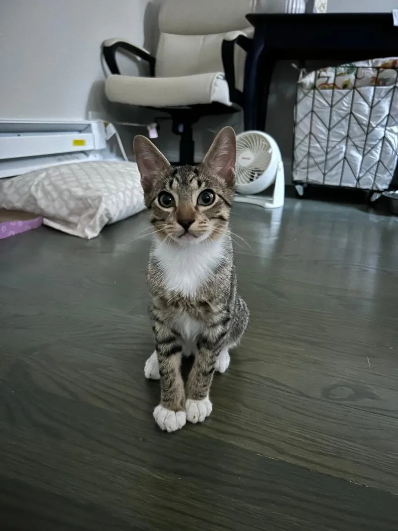 Cameron And Rooney thumbnail 2