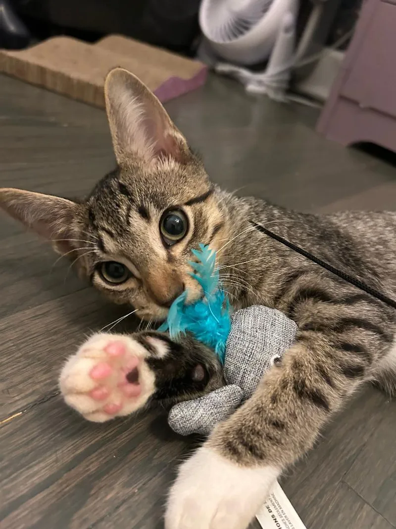 Cameron And Rooney thumbnail 3