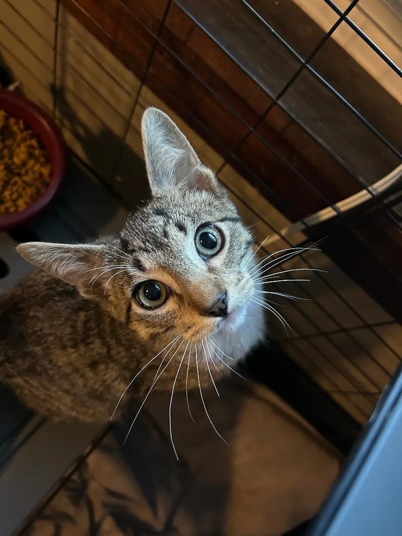 Cameron And Rooney thumbnail 5