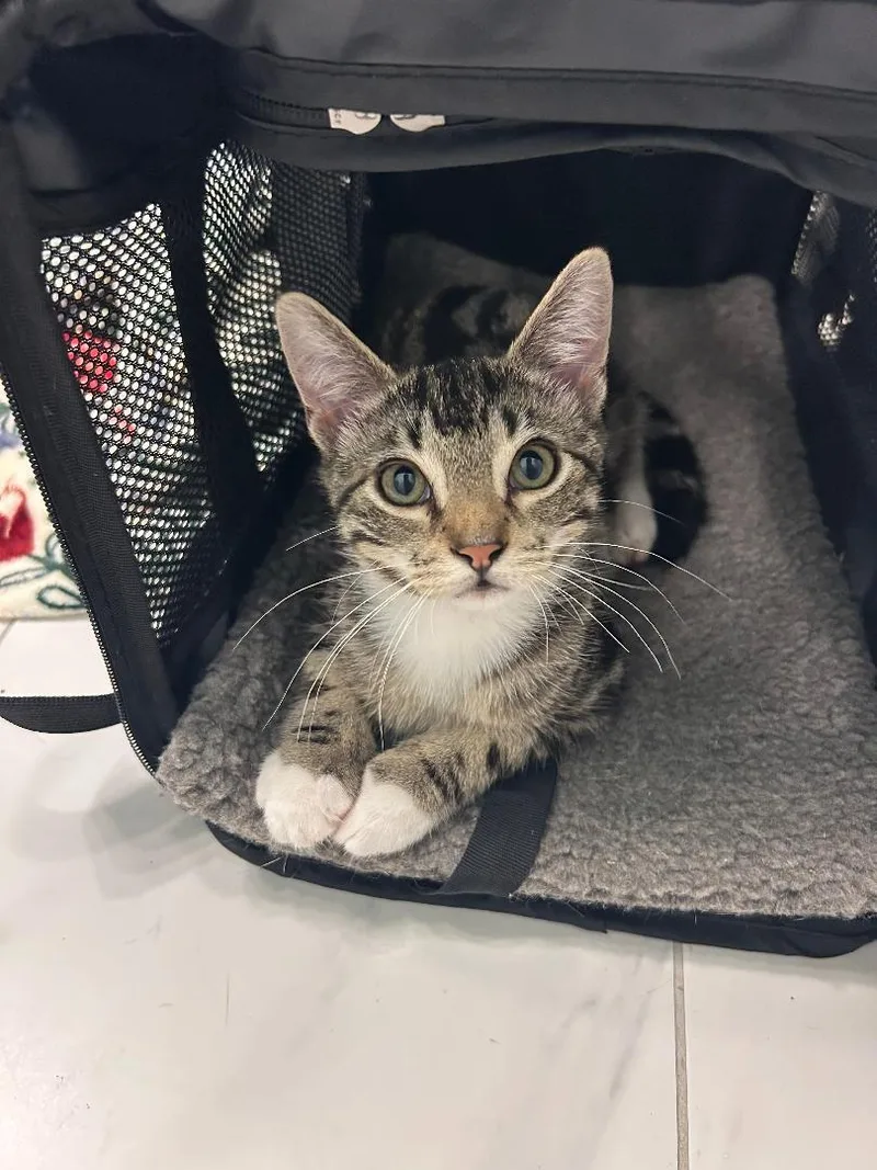 Cameron And Rooney thumbnail 6