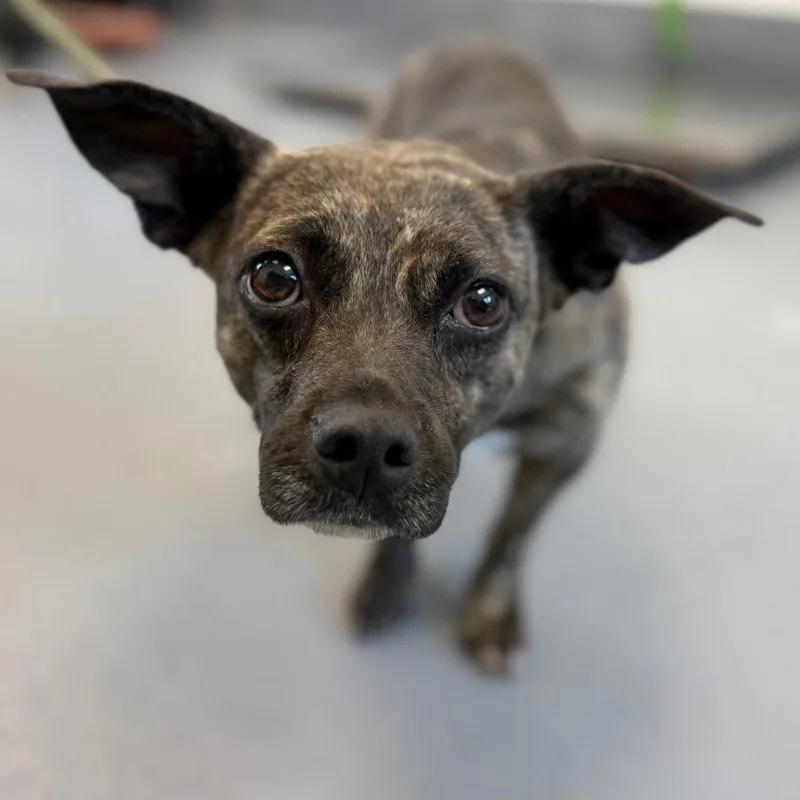 An adult small-sized female Brown / Chocolate Mixed Breed dog named Sasha for adoption in Sarasota, FL