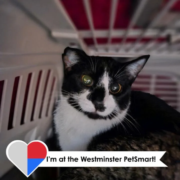 An adult medium-sized female Black Domestic Short Hair cat named Botany for adoption in Fort Collins, CO