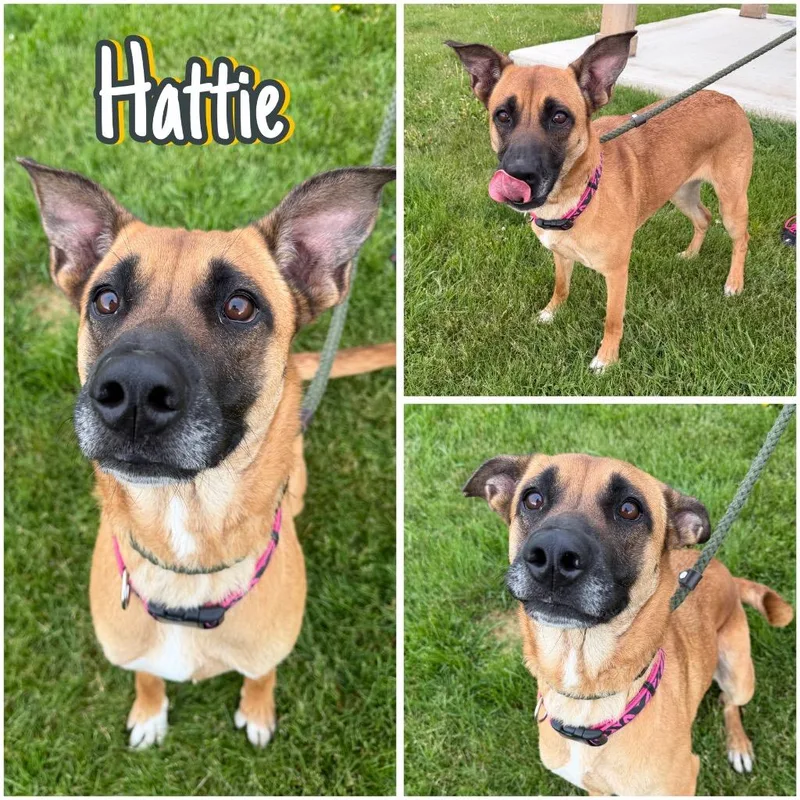 Hattie thumbnail 2