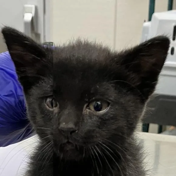 A baby small-sized female Black Domestic Medium Hair cat named Sky for adoption in Las Cruces, NM