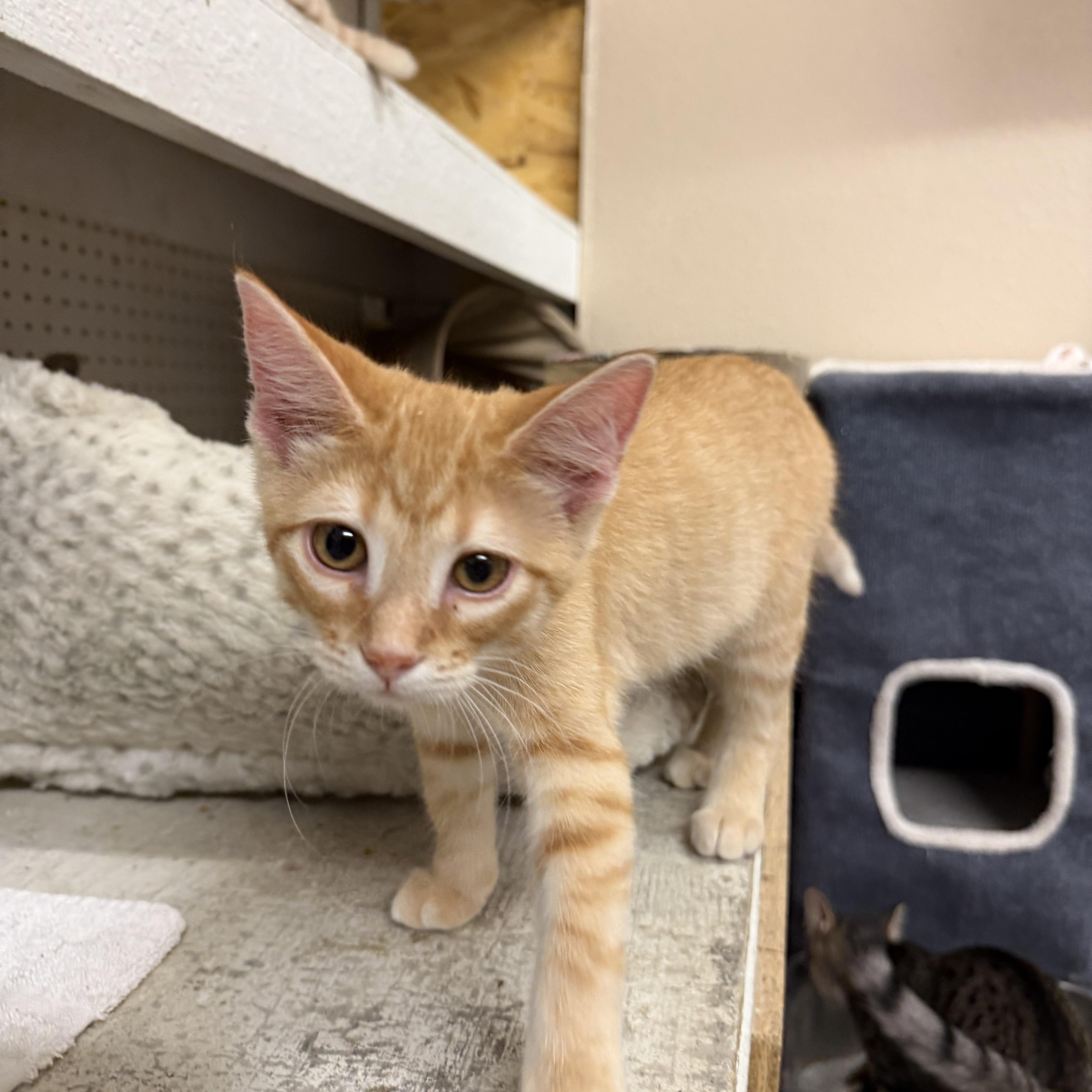 A baby small-sized female Orange & White Domestic Short Hair cat named Honey for adoption in Mauston, WI