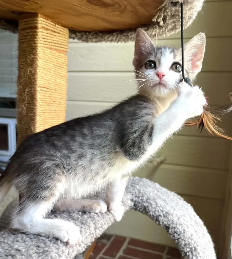 A baby small-sized male Gray & White Domestic Short Hair cat named Ash for adoption in Bossier City, LA