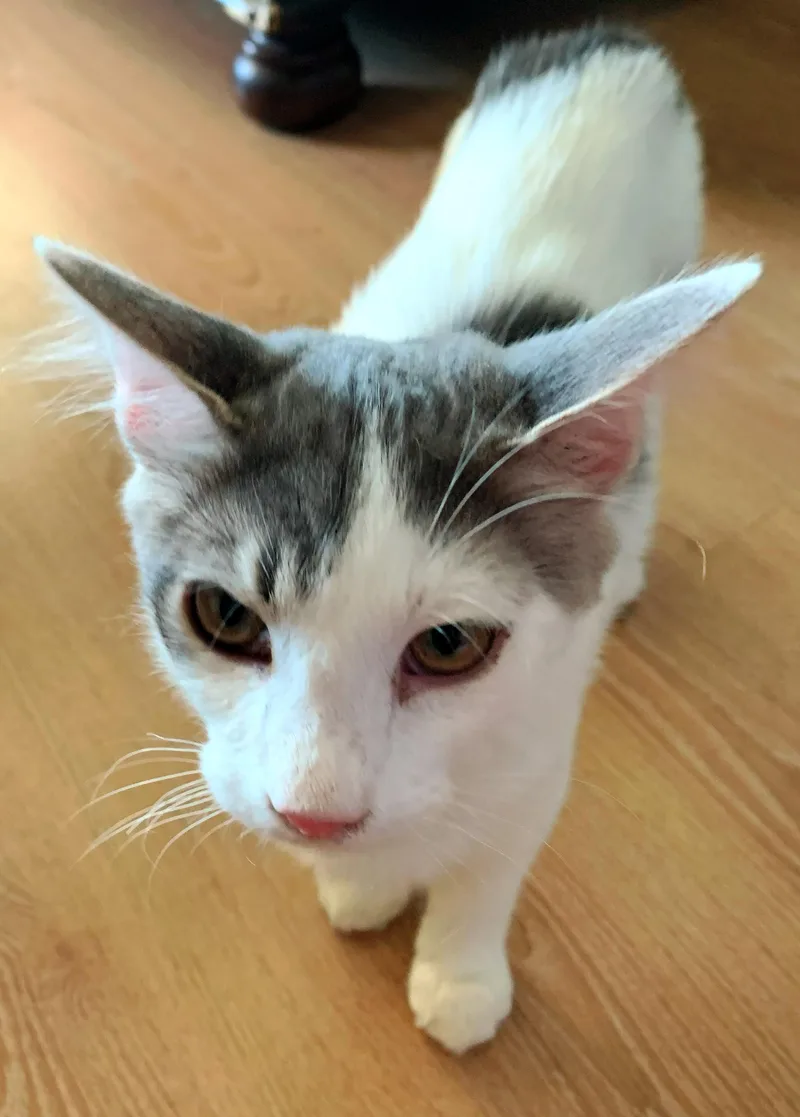 Rosemary thumbnail 2