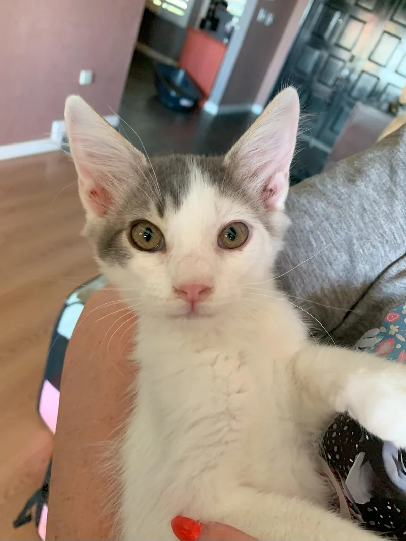 Rosemary thumbnail 3