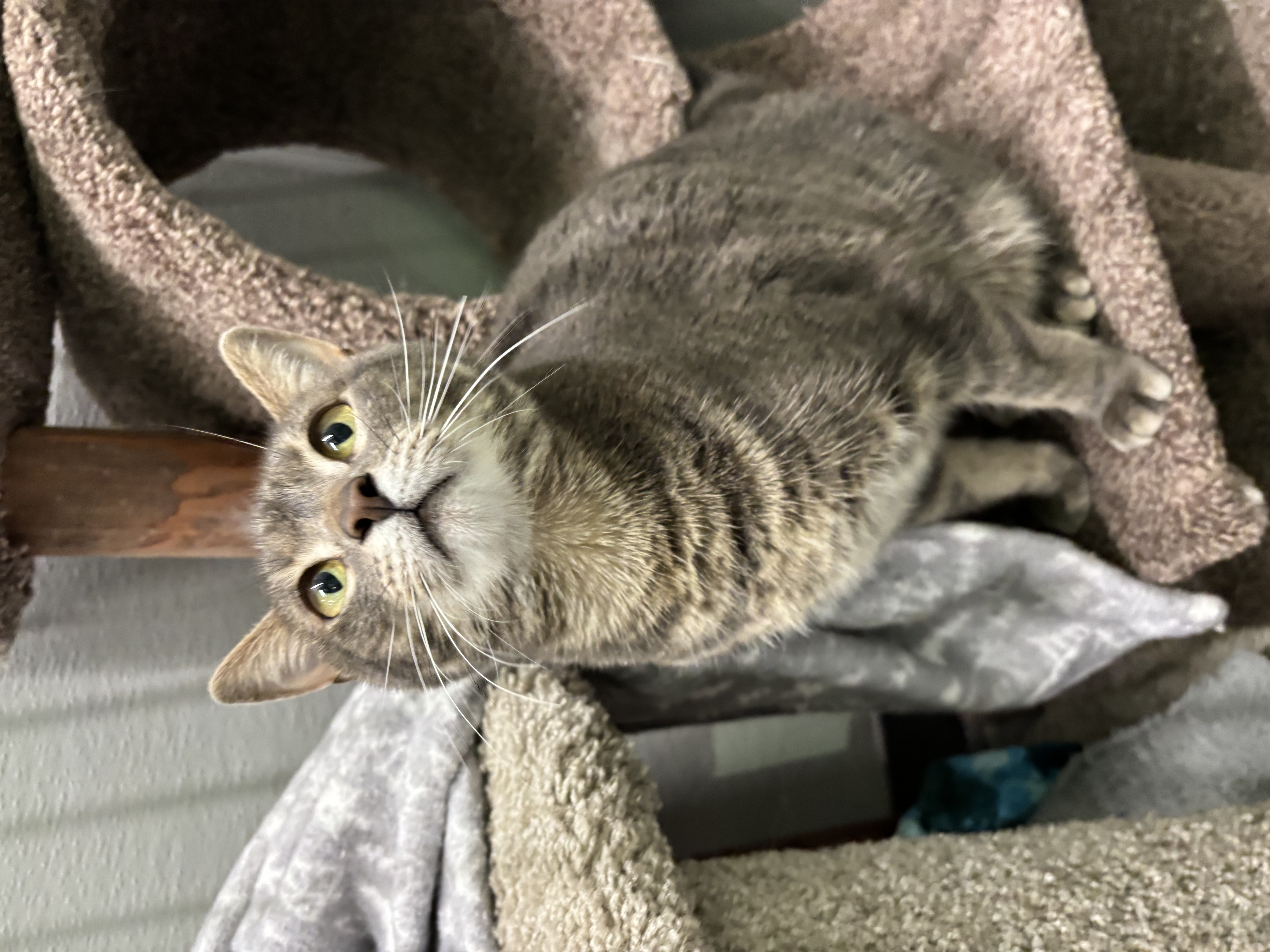 An adult medium-sized female Tabby (Gray / Blue / Silver) Domestic Short Hair cat named Amity for adoption in Omaha, NE