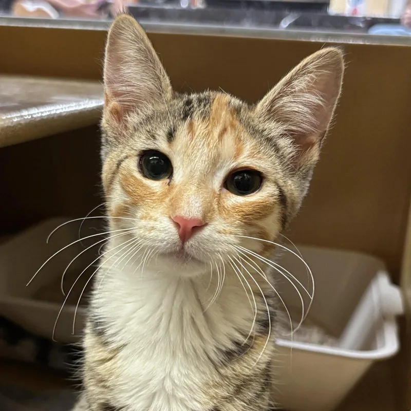 A baby medium-sized female Domestic Short Hair cat named Rosalina for adoption in Sonora, CA