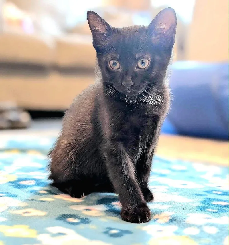 A baby medium-sized female Black Domestic Short Hair cat named Mercedes for adoption in Bourne, MA