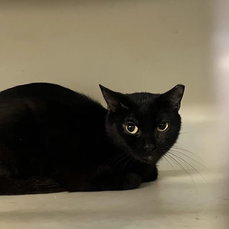 An adult small-sized female Black Domestic Short Hair cat named Blackberry Working Cat for adoption in Madison, WI
