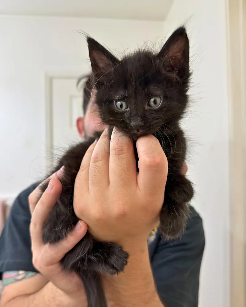 A baby small-sized male Black Domestic Medium Hair cat named Magnus for adoption in Elk Grove, CA