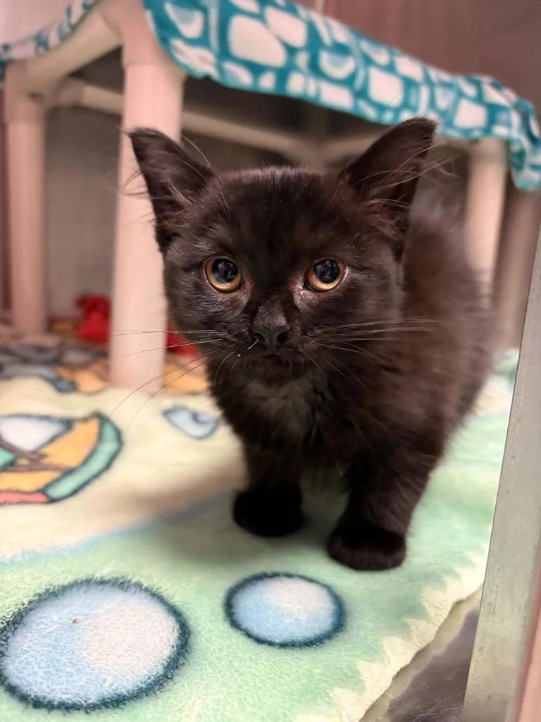 A baby small-sized female Domestic Medium Hair cat named Calamity Jane for adoption in Detroit, MI