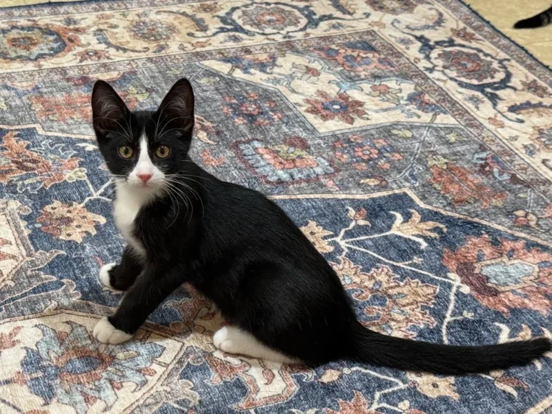 A baby medium-sized female Domestic Short Hair cat named Regan for adoption in San Antonio, TX