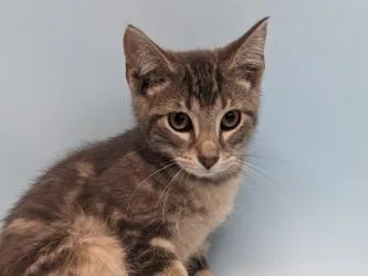 A baby small-sized male Domestic Short Hair cat named Eagle for adoption in Golden Valley, MN