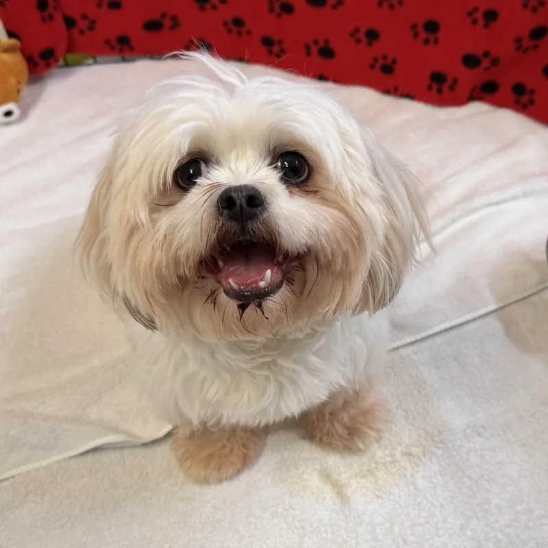 A young small-sized female White / Cream Lhasa Apso dog named Poppy for adoption in Boca Raton, FL