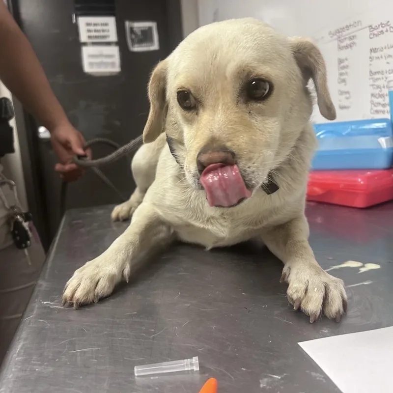An adult small-sized male Yellow / Tan / Blond / Fawn Mixed Breed dog named Doofey for adoption in Yuma, AZ